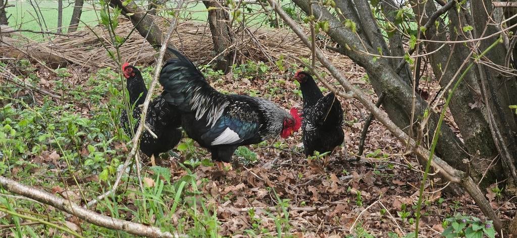 Barnevelder krielkippen en haan, Dieren en Toebehoren, Pluimvee, Meerdere dieren, Kip