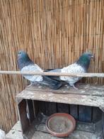 Te koop een koppel cauchois, Dieren en Toebehoren, Meerdere dieren, Overige soorten