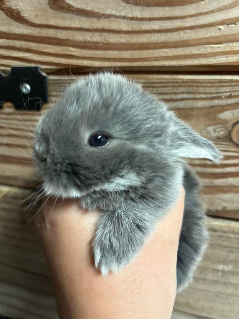 Prachtig lief baby koppeltje NHD, Dieren en Toebehoren, Konijnen, Meerdere dieren, Dwerg, Hangoor, 0 tot 2 jaar