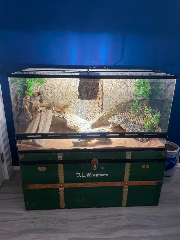Baardagaam plus ingericht terrarium Bearded Dragon - male for sale from AQUA LOENA