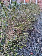 Haag liguster, Ophalen of Verzenden, Overige soorten, Volle zon