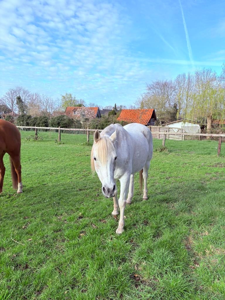 Verzorgpaard verzorgpony Nijverdal aangeboden, April, Mannelijk