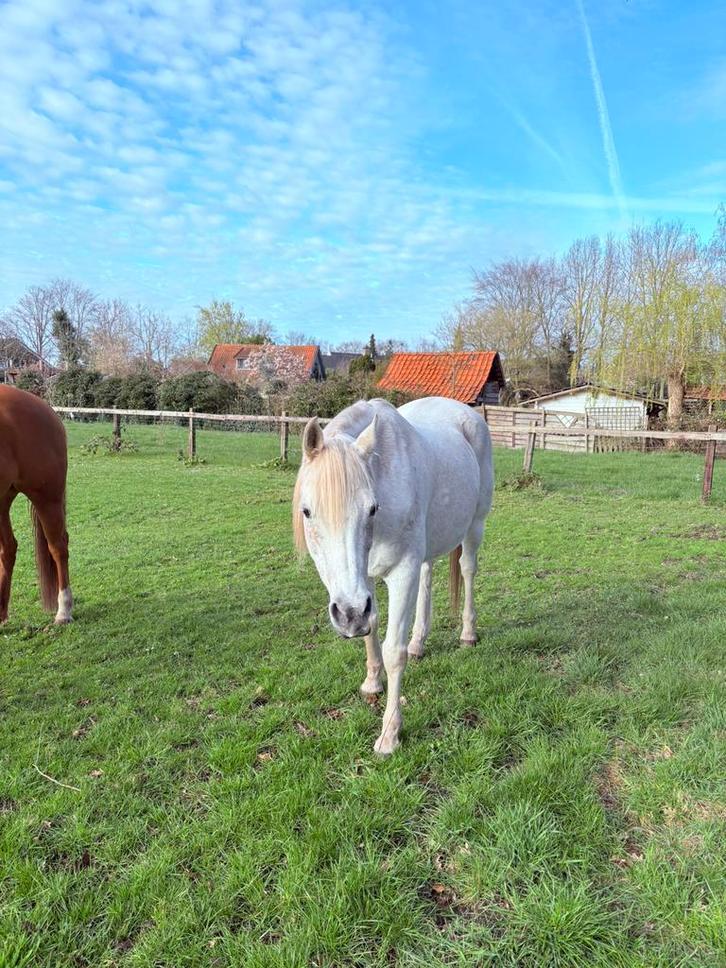 Verzorger / verzorgster omgeving Nijverdal gezocht, Dieren en Toebehoren, Overige Dieren, Mannelijk, April