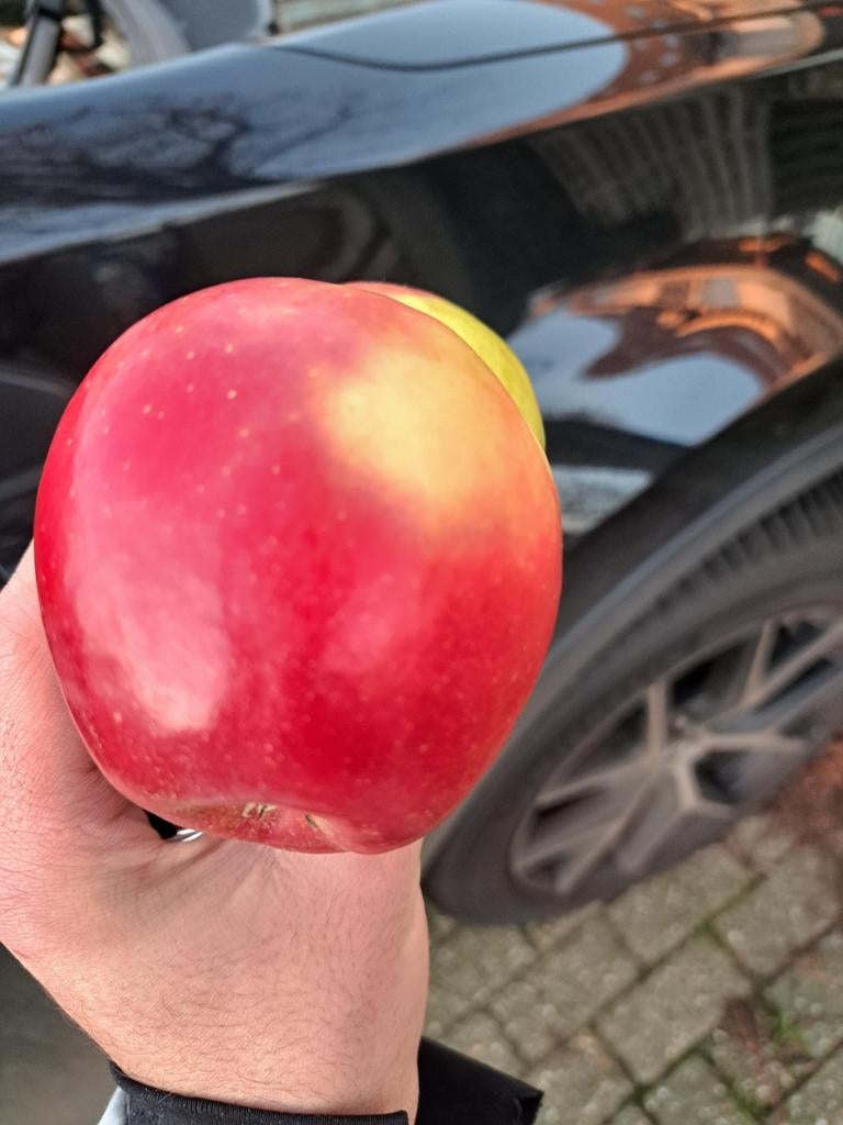 Fruit raare fruit een, Antiek en Kunst, Ophalen of Verzenden