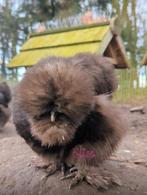 Broedeieren choco USA zijdehoenders zijdehoen kippen, Kip