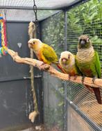 Pyrrhura’s, Meerdere dieren, Parkiet