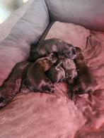 Gratis af te halen, Dieren en Toebehoren, Honden | Teckels en Dashonden, Standaard, Teef, Meerdere, 3 tot 5 jaar