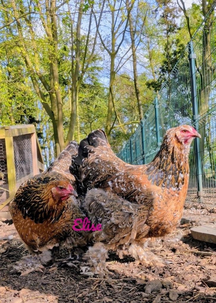 Broedeieren krul brahma groothoenders krulveer kippen, Dieren en Toebehoren, Pluimvee, Kip