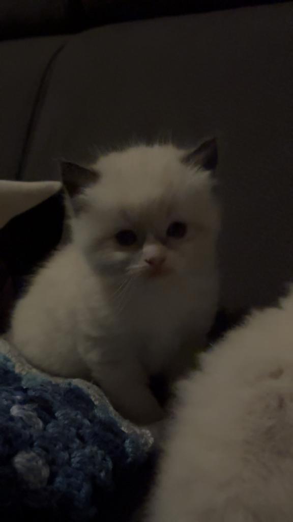 Prachtige Ragdoll kittens zoeken een liefdevol thuis, Meerdere dieren, 0 tot 2 jaar