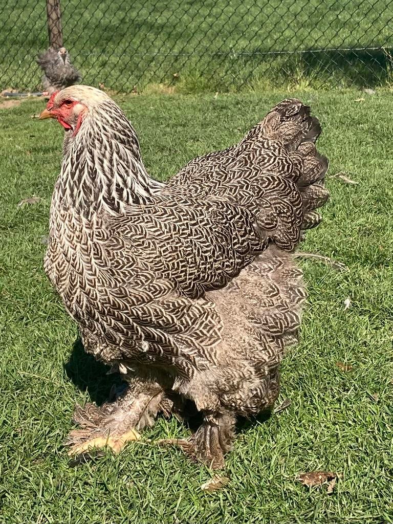 Brahma meerzomige zilverpatrijs en blauwzilver patrijs, Dieren en Toebehoren, Pluimvee, Meerdere dieren, Kip