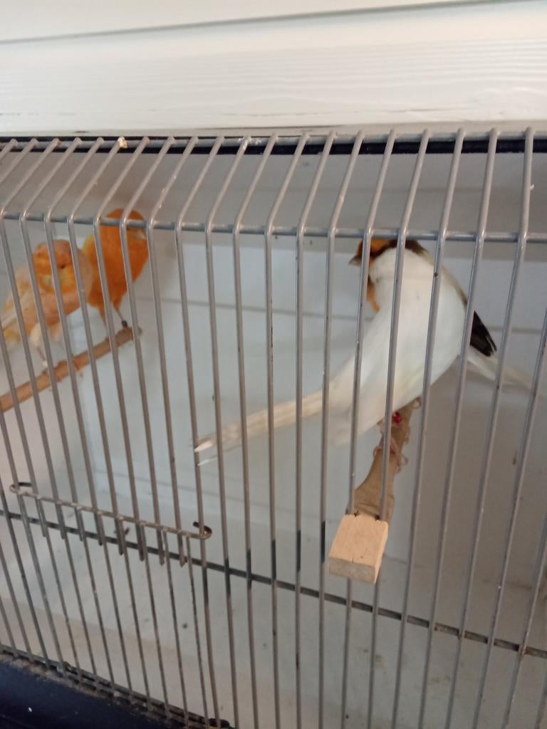 Yorken, Dieren en Toebehoren, Vogels | Kanaries, Meerdere dieren, Kleurkanarie