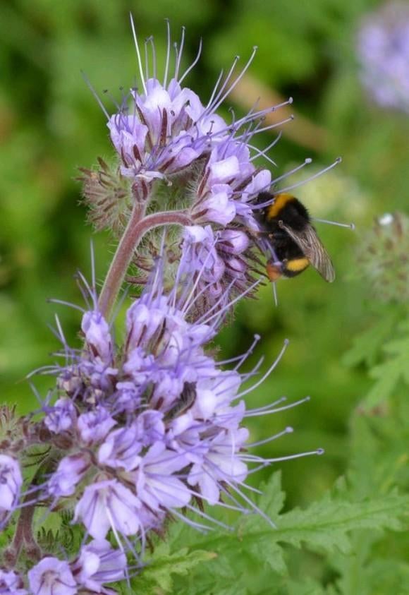 Zaden Phacelia tanacetifolia, Ophalen of Verzenden, Zaad