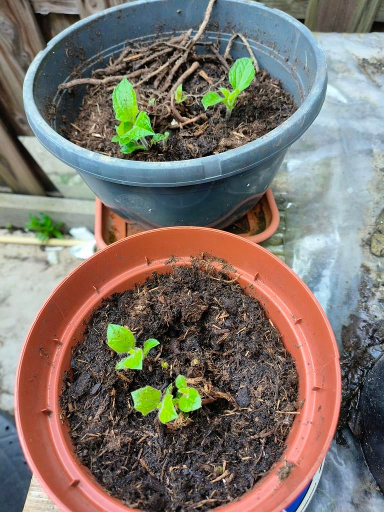 Yakon plantjes te koop 3€, Ophalen, Eenjarig, Overige soorten, Volle zon