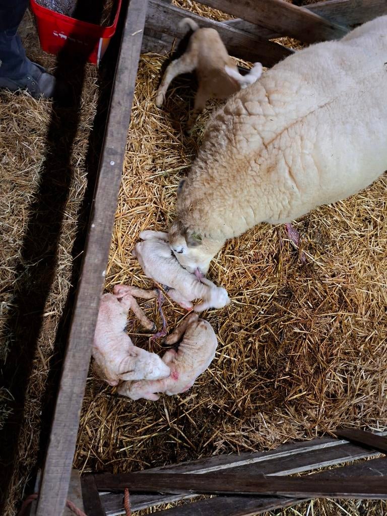 Leblam, fleslammetjes, Dieren en Toebehoren, Meerdere dieren, Overige soorten
