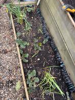 Aardbeienplantjes ostara evt ruilen voor zaden  courgette, Tuin en Terras, Planten | Tuinplanten, Ophalen, Volle zon, Vaste plant