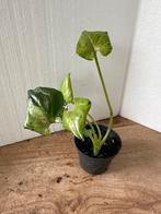 Syngonium grey host green splash, Huis en Inrichting, Kamerplanten, Ophalen of Verzenden