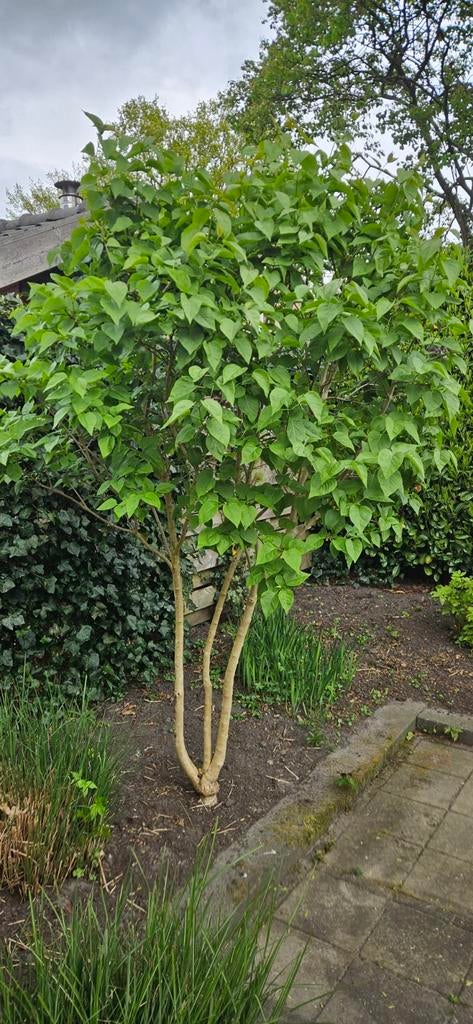 Mooie sering, Tuin en Terras, Ophalen, Volle zon, Overige soorten, 100 tot 250 cm