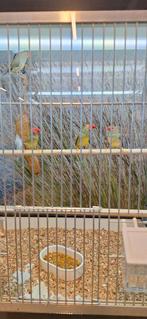 Binze astrilde, Geslacht onbekend, Tropenvogel, Geringd