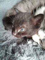 Kitten Siberische boskat x Ragdoll, Poes, 0 tot 2 jaar