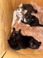 6 Kittens, Dieren en Toebehoren, Katten en Kittens | Overige Katten, Meerdere dieren