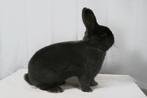 Wener Blauw, Dieren en Toebehoren, Konijnen, Meerdere dieren, Middelgroot, 0 tot 2 jaar
