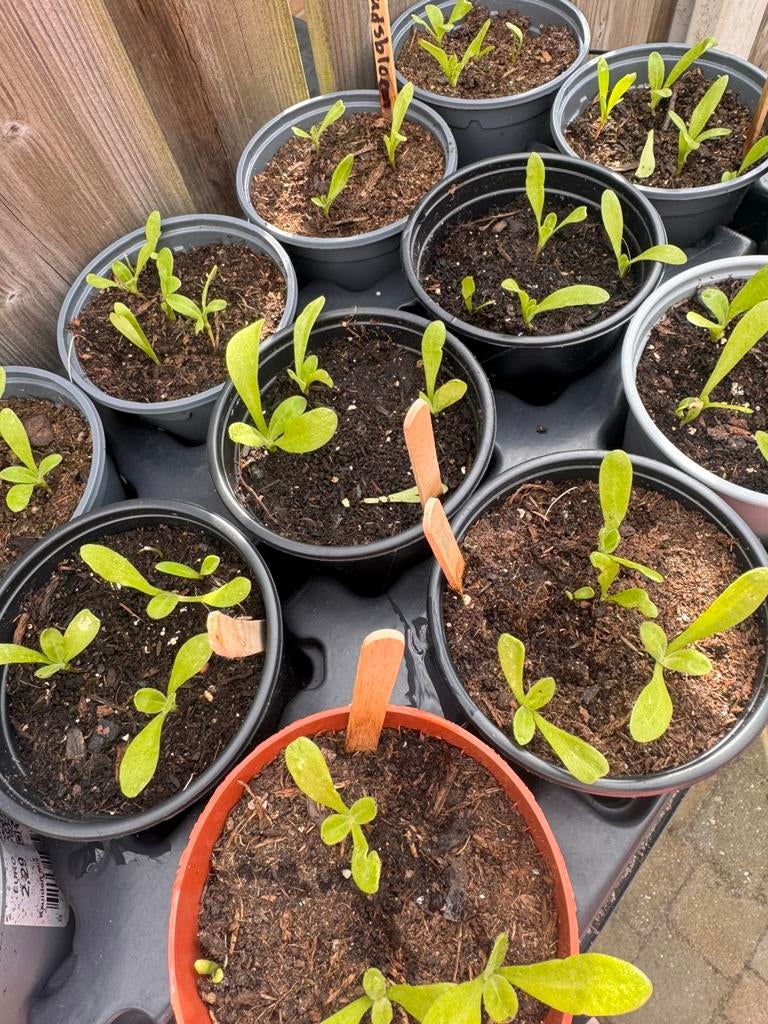 Bio goudsbloem, Ophalen, Eenjarig, Groenteplanten, Volle zon