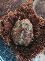 Green pacman, Dieren en Toebehoren, Reptielen en Amfibieën, 0 tot 2 jaar