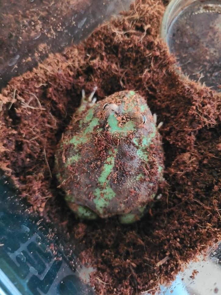 Green pacman Frog - unknown for sale from hong peter