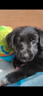 Super leuke kruising pups, 8 tot 15 weken, Parvo, Meerdere, Meerdere dieren