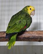 0-1 Dubbele geelkop amazone, Dieren en Toebehoren, Vrouwelijk, Papegaai, Geringd
