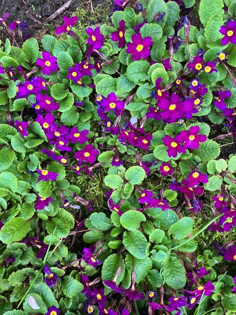 Primula / sleutelbloem, Ophalen, Bodembedekkers, Volle zon, Vaste plant