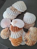 Sint Jacobsschelpen, Ophalen of Verzenden