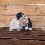 Minilop koppeltje te reserveren, Dieren en Toebehoren, Konijnen, Meerdere dieren, Dwerg, Hangoor, 0 tot 2 jaar