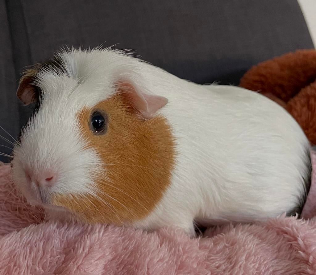 Cavia zeugje 3 jaar, Gratis af te halen., Dieren en Toebehoren, Cavia, Vrouwelijk, Tam, Oktober