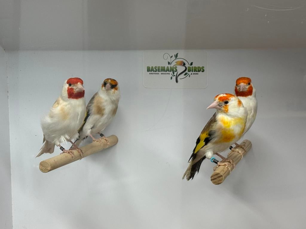 Majoor putters - carduelis carduelis, Dieren en Toebehoren, Meerdere dieren, Wildzangvogel, Geringd