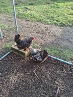 2 wyandotte krielen zilverzwart gezoomd, Dieren en Toebehoren, Vrouwelijk, Kip