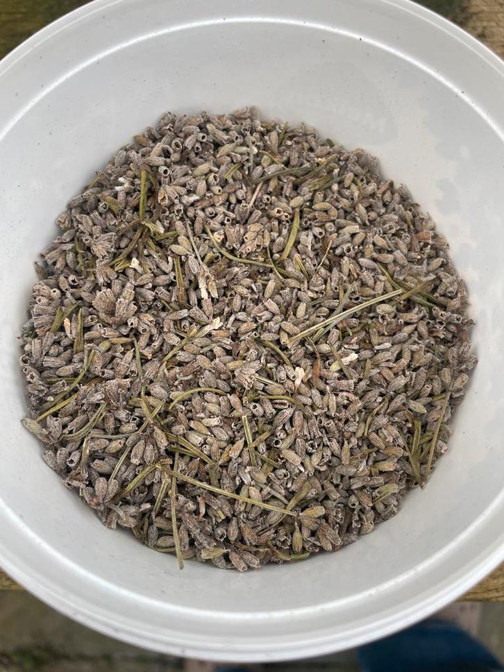 Lavendelzaad wit - Gratis, Tuin en Terras, Bloembollen en Zaden, Zaad, Gehele jaar, Volle zon, Ophalen