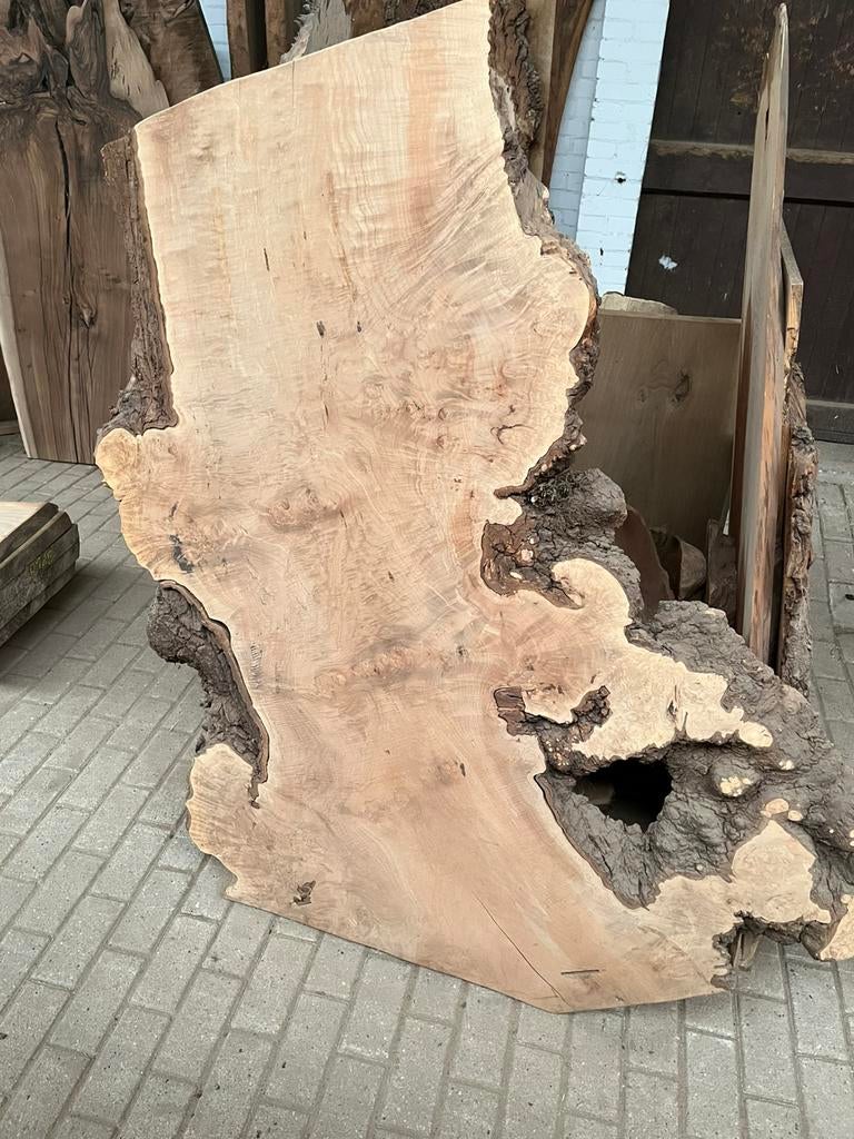 Stoere boomstamplanken olijf wortelnoten eik iep kers appel, Ophalen