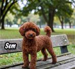 dwergpoedel dekreutjes echt donker rood  met fci stamboom, Dieren en Toebehoren, Particulier, Reu, 1 tot 2 jaar, Buitenland