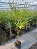Te koop Trachycarpus fortunei, Minder dan 100 cm, Zomer, Palmboom, Ophalen