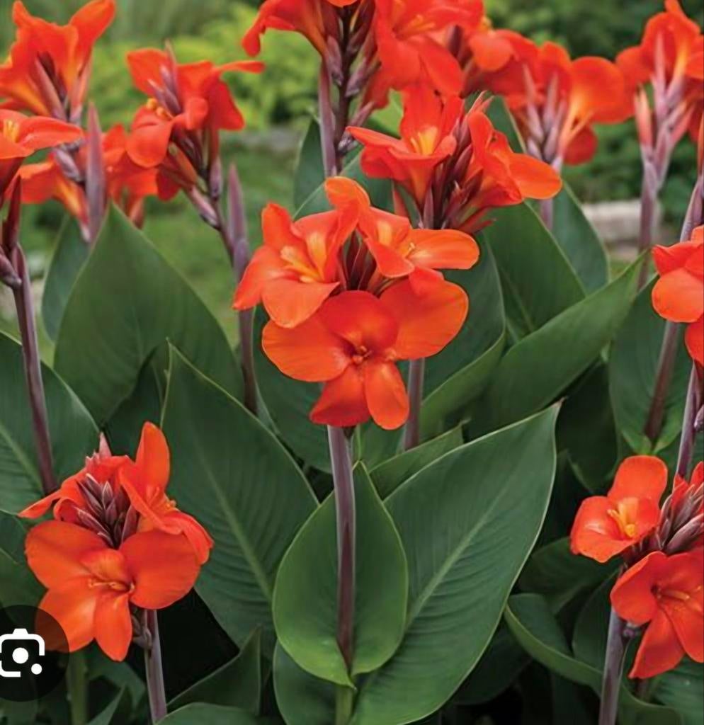 Canna oranje, jonge planten, Ophalen, Overige soorten, Volle zon
