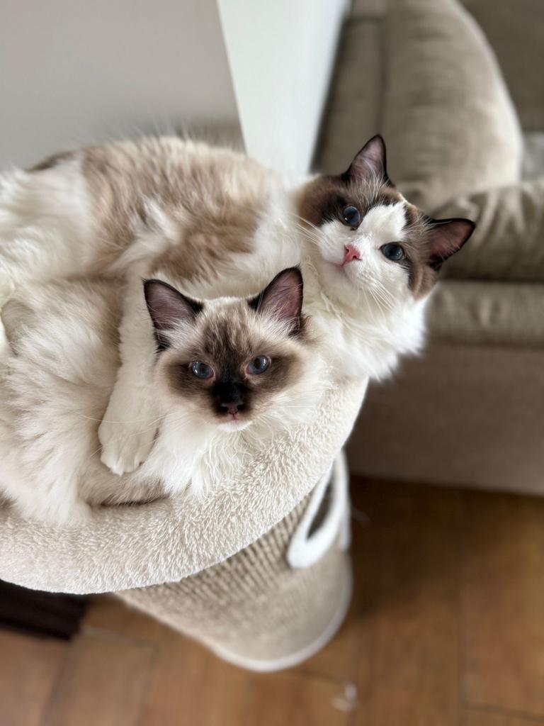 Nieuw huis voor onze lieve ragdoll katten, Dieren en Toebehoren, Katten en Kittens | Overige Katten, Kater, Langharig, 0 tot 2 jaar