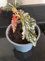 Decoratieve Begonia Kamerplant in Pot, Huis en Inrichting, Kamerplanten, Overige soorten, In pot, Minder dan 100 cm, Groene kamerplant