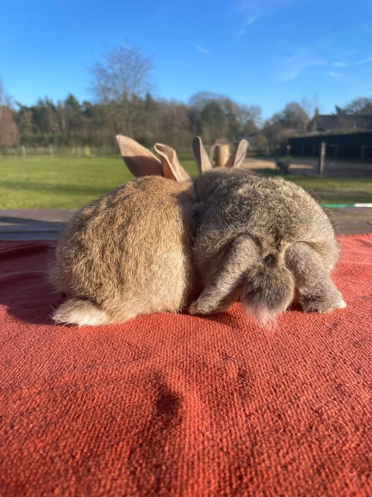 Super lieve konijntjes te koop🌸, Dieren en Toebehoren, Konijnen, Klein, Meerdere dieren