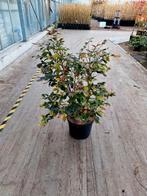 Parrotia Persica ' 🍀🍁 meerstam 🍁🍀, Ophalen, Overige soorten, Minder dan 100 cm