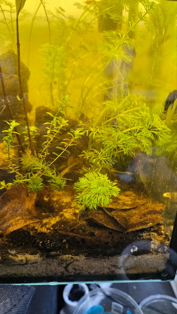 Heel veel zuurstofplanten en drijfplanten, Ophalen, Plant(en), Steen of Hout