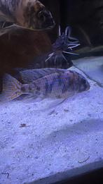 Aulonocara ob red blotched, Dieren en Toebehoren, Vis