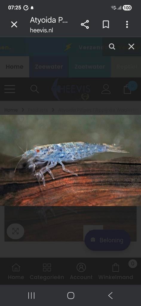 Atyoida Pilipes Filippijnse Waaierhandgarnaal, Dieren en Toebehoren, Vissen | Aquariumvissen, Vis