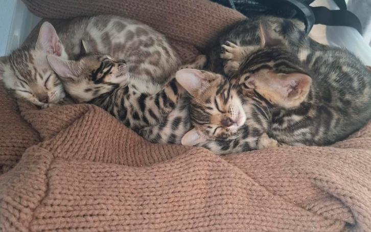 Prachtige Bengaal kittens, nu 7 weken, nog 3 over, Dieren en Toebehoren, Katten en Kittens | Raskatten | Korthaar, Meerdere dieren