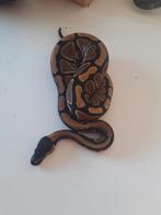 0.1 Python regius, Slang, 3 tot 6 jaar